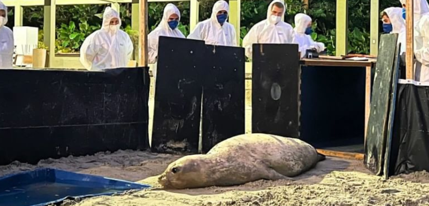 resgatado e libertado depois de 7 dias