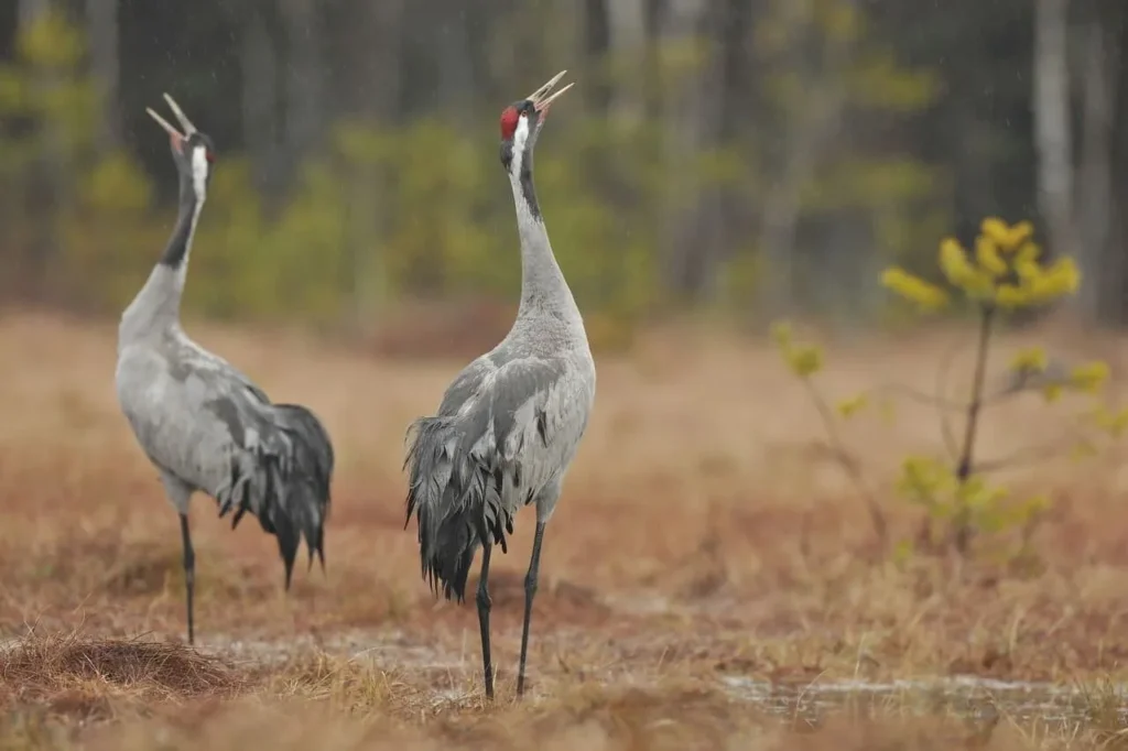 ave grou-sarus